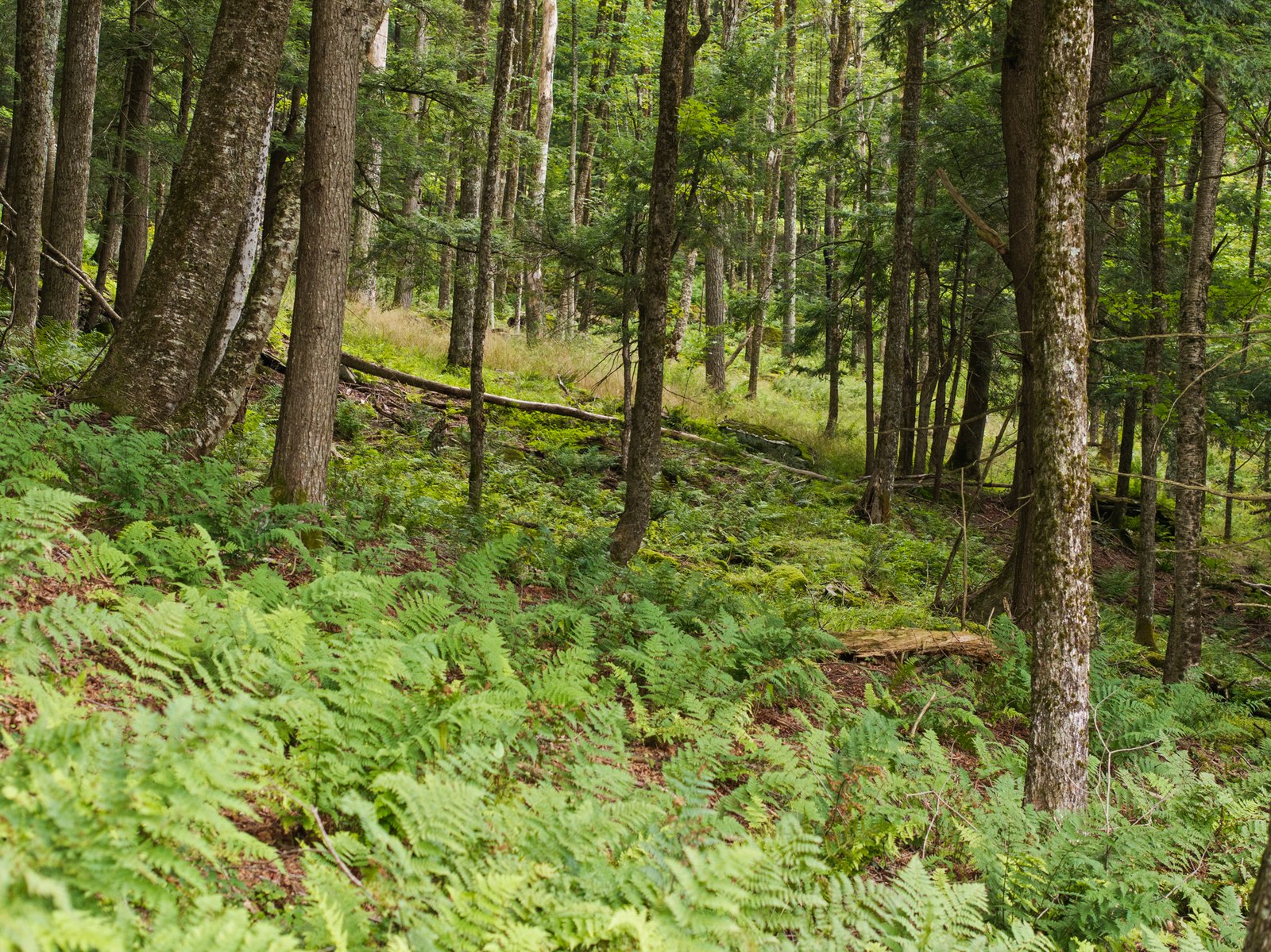 Ferns and moss covering a forest floor beneath tall trees.