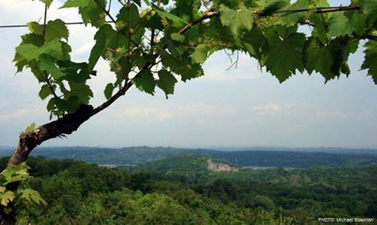 The view from Benmarl Winery — vineyard rows above the Hudson Valley, grape canopy framing the river in the distance