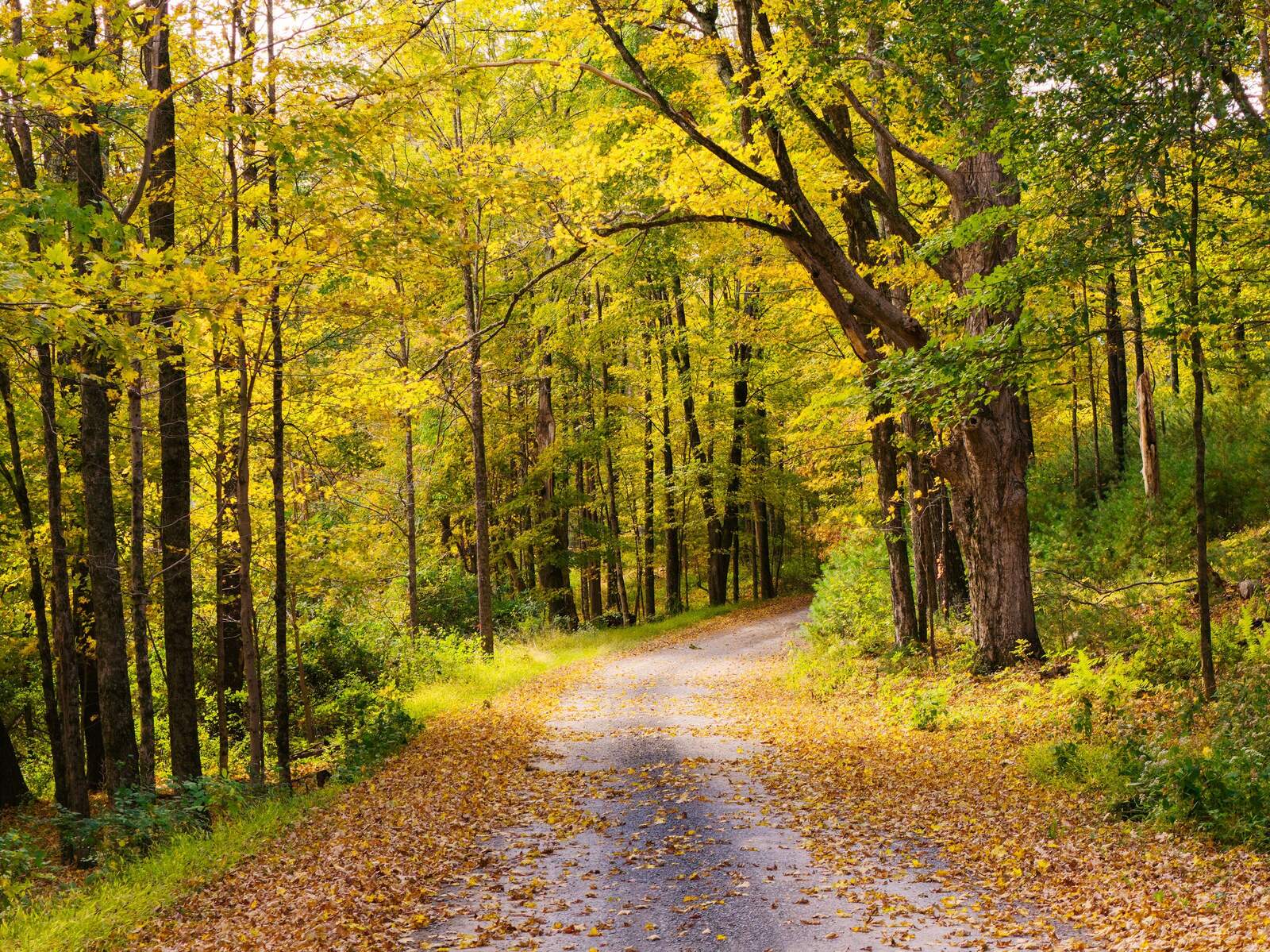 The private road under yellow leaves.