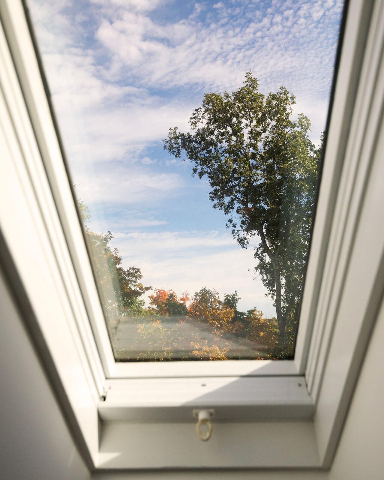Sky and treetops through a skylight.