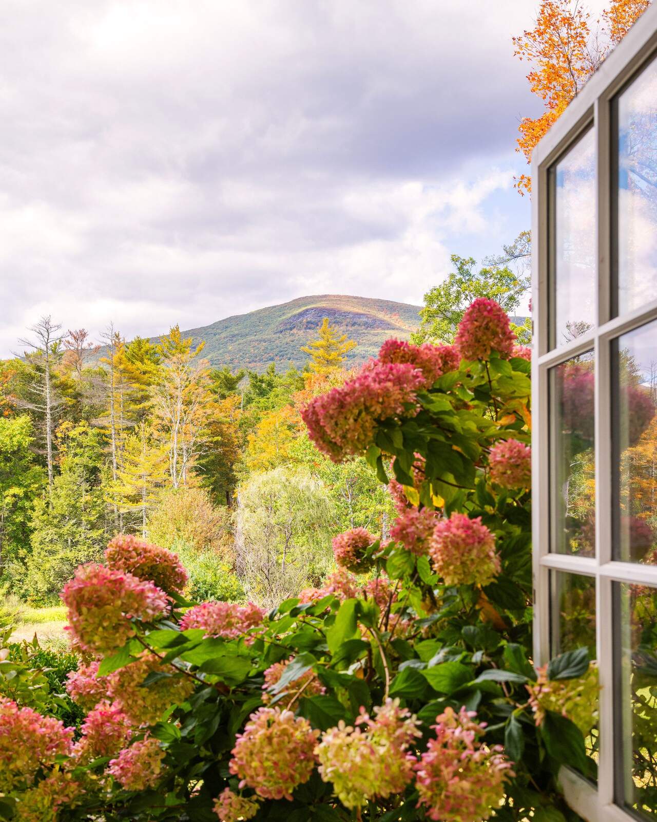 Hydrangeas at an open window, the mountain beyond.