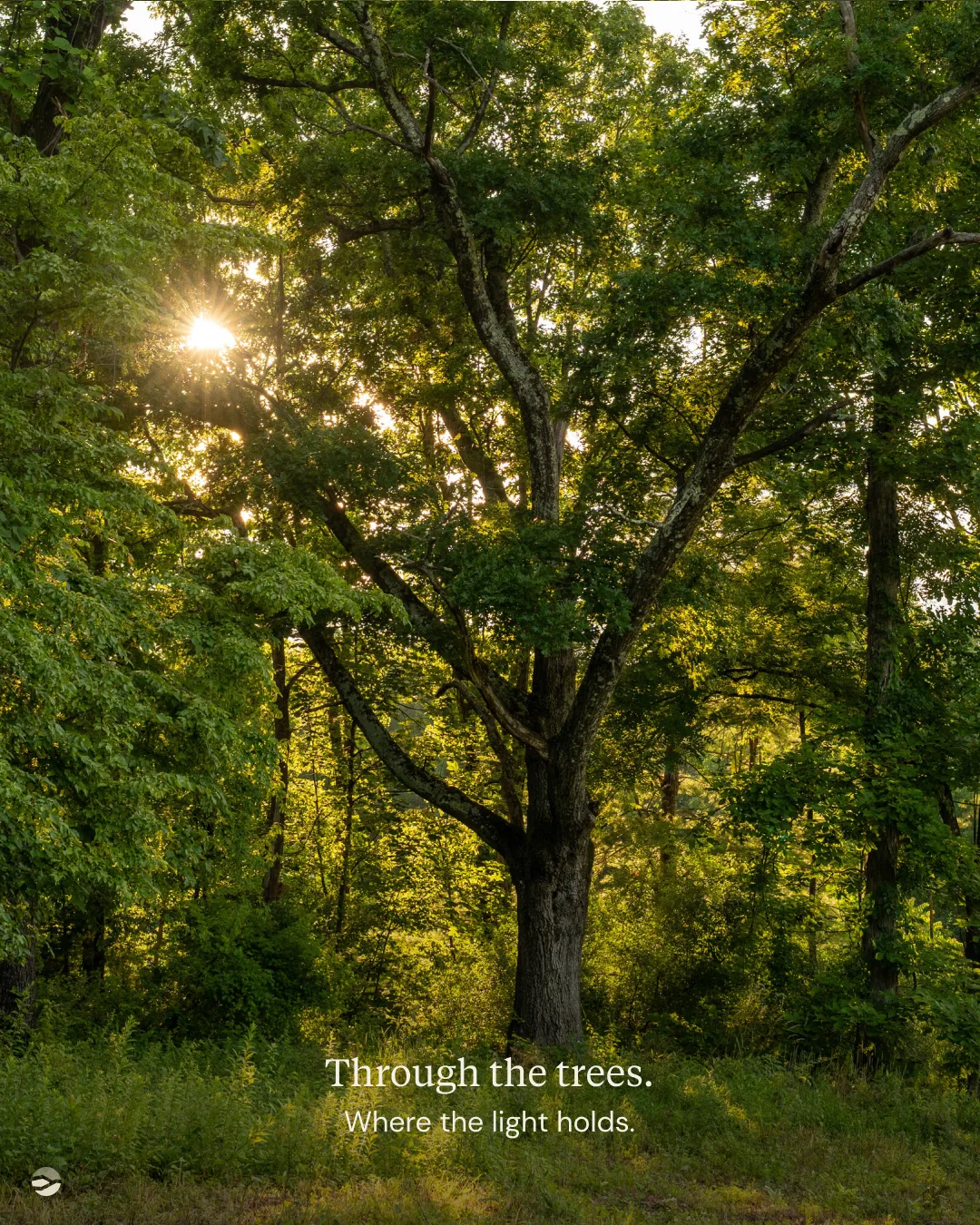 Through the trees