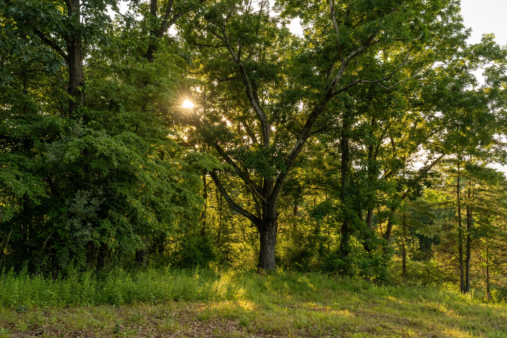 Sun behind the oak