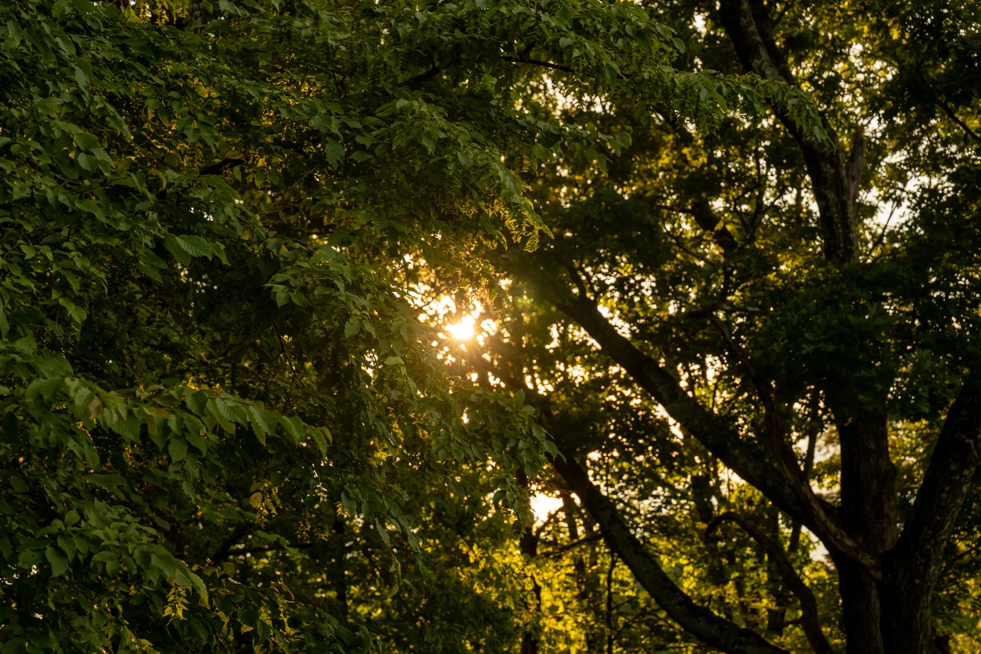 Sun through the trees